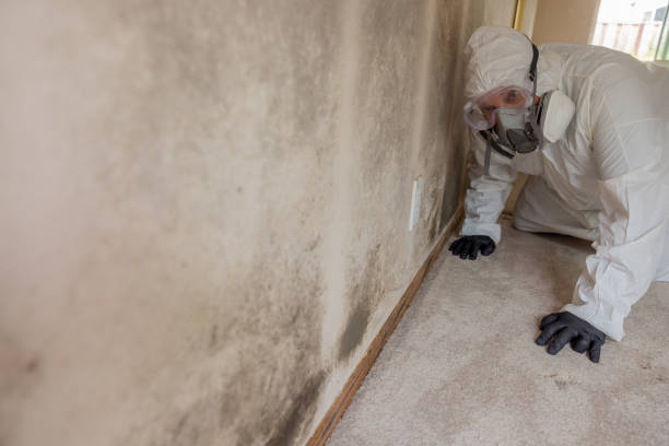 Why You Should Choose Our Mold Remediation Services in Fallsburg, NY